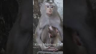 Monkey funny videos #1335 #babymonkey #shortvideo #short #viral #monkey #reels2023