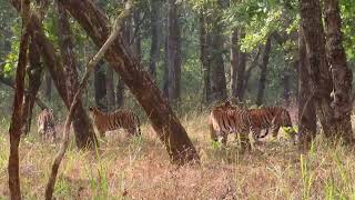 😳🔥😲पांच बाघ एक साथ | कभी नही | 🐅🐅🐅🐅🐅Tiger sighting 😍 Best sighting Superb #shortvideo #viral