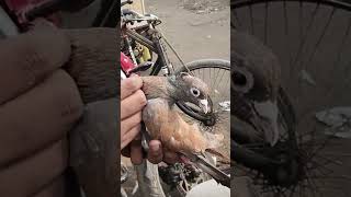 🕊Jama Masjid kabootar Market Delhi🕊