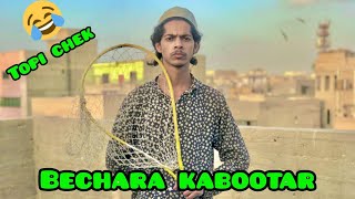 Kabootar Aj Patang ki Door Me Ulaj Gaya |Aj Topi phen ke| Bharpoor 🕊🕊❤️ shoq#kabootarkashoq#Full