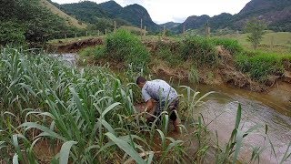 PEGANDO ALIMENTO PARA OS TUCUNARÉS e alimentando eles