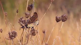 Dickcissel Chip Call