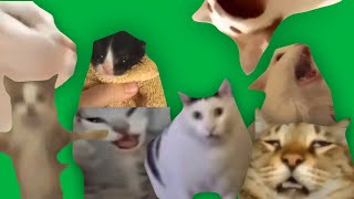 МЕМНЫЕ КОТЫ GREEN SCREEN