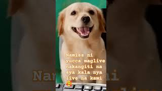 ganda ng ngiti sa camera #smilingdog  #cutedog  #yucca  #livestreamer