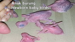 Newborn baby birds again❗| Burung ku Sudah Netes Lagi ❗@AsianKitchen13feb