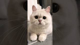 Cat videos cute cats kittens 😻🙉