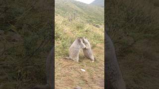 Adorable Himalayan Marmots Play Fighting! 🐾💥#cutemarmot #cuteanimals #marmot #marmota #wildlife