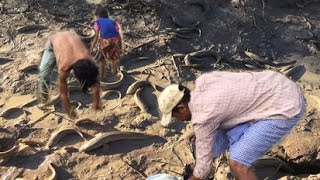 Catch Fish by Hand - Catch Fish in the Rice Field - Cambodia Traditional Fishing