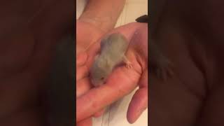 новорожденные хомячки, newborn hamsters