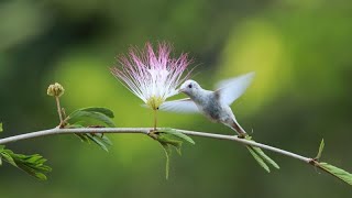 BEIJA-FLOR bela natureza - acalma o sistema nervoso e agrada a alma