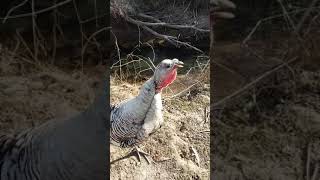 Podunk Turkey