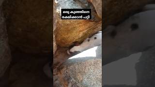 കല്ലിന്നിടയിൽ കുടുങ്ങിയ ഒരു puppy യെ രക്ഷിക്കാൻ പറ്റി 😇