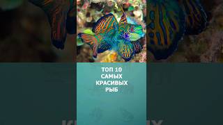 Топ 10 самых красивых рыб #рыбы #топ10 #комарик #интересное #шортс #дикаяприрода