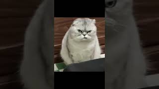 Grumpy cat#shorts #shortsvideo #pets #youtubeshorts #grumpycat #subscribe