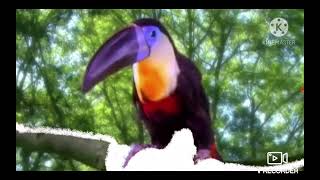 Katsuma And Friends: Toucan Song