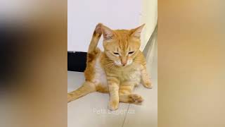 Funniest Animals 1😂 Funny Cats and Dogs Videos 😻🐶