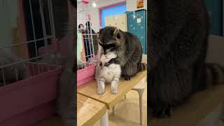 animal friendship/dog/cat/pets/animals/Best funniest animal videos of the week2024/kitten/funny cat