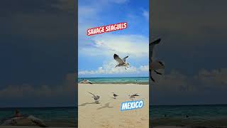 #seagulls #playadelcarmenmexico #beachlife