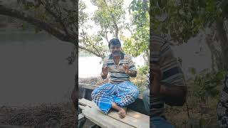 সুন্দরবনে চার রকমের বাঘের রং #shortsvideo #nature #sundarbanlife #royalbengaltiger #tiger