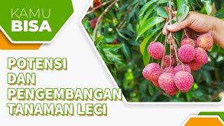 TIPS MENINGKATKAN HASIL DAN KUALITAS TANAMAN LECI!