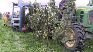 Mechanical Harvest of Cider Apples