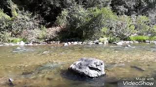 Gold panning on the Bear River