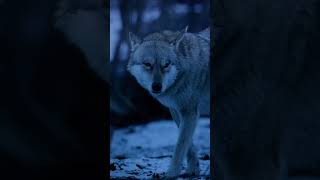 Violent Behaviour Of Wolf