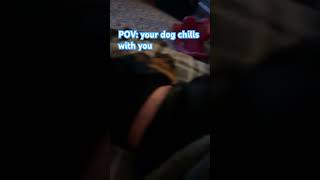 #pov : your dog chills with you