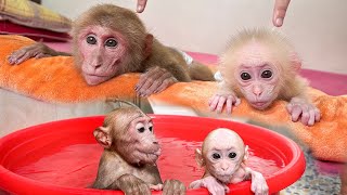 Bibi and baby monkey get special bath and massage after a hard day of cleanup due to Typhoon Yagi