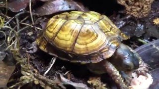 Hybrid Box Turtle Setup!