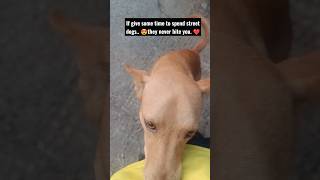 the love of street dog ❤️ #shorts #shortsvideo #viral