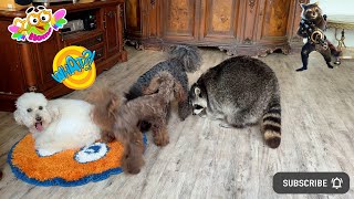 Marcel the Raccoon and his hard-working team of dogs. Енот Марсель и его работящая команда собак