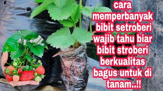 memperbanyak pohon strawberry / menyemai sulur stroberi 2021 || belajar di kebun dara