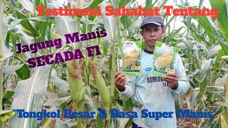 Testimoni Sahabat Tentang Jagung Manis SECADA F1