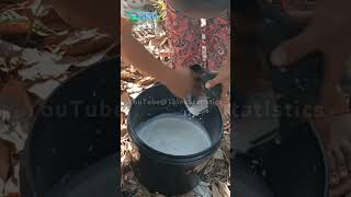 Harvesting the Natural Rubber || Manufacture Processing Steps