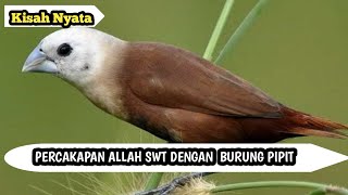 Percakapan Allah SWT dengan Burung Pipit