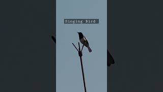 Singing Bird | samsung s20 fe 5g 30x zoom videography