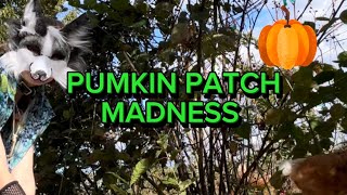 PUMKIN PATCH MADNESS 🪱💯