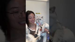 头头：最它喵的烦它了🤬#这是我的小猪猫 #宠物日常记录#我的大脸猫