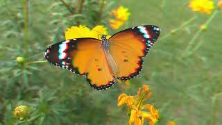 Flowers and Butterflies 3D Anaglyph Red-Cyan (4K)