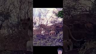 Mom lioness with cute cubs#shortsviral #lion #krugernationalpark #lioncubs #safari #animals