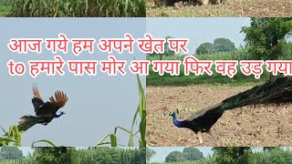 आज गये हम खेत पर तो हमारे पास मोर आ गया फिर वह अचानक उड़ गया#mortal #birds #vlog #video 👍