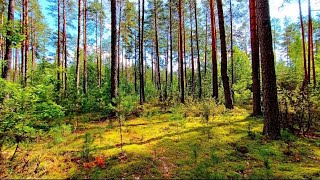 Forest Birdsong Nature Sounds-Relaxing Bird Sounds for Sleeping-Calming Birds Chirping Ambience