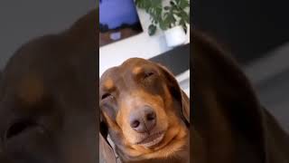 It is me when my dad opens sleep music #shorts #cute #sleep #dog