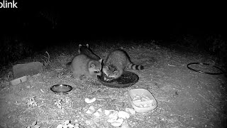 Raccoon Babies Plays With Mamma, Knocks Camera Down.