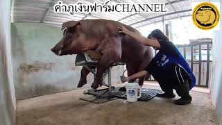 EP.128 Mr.Ben Duroc KPN 010|ฝึกพ่อพันธุ์ขึ้นหุ่น|season2|ข้อดีของการผสมเทียม|@คำภูเงินฟาร์ม