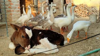 Geese and a sweet little calf  heartwarming friendship || Pets Morning Routine In Village 🐄🦆🦢