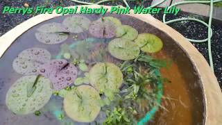 Perrys Fire Opal Hardy Pink Water Lily - After 2 Months - Flower Bud