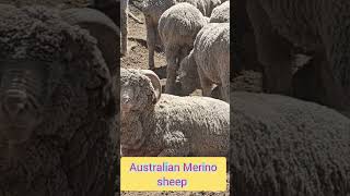 #lion #Australian Merino sheep #shorts #sheep #sheepvideos sheep #shorts #shortvideo