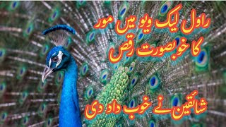 Peacock Dance | Rawal Lake View Park Islamabad | Tourism With Nadir